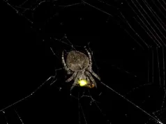 O specie de păianjen folosește licuricii drept momeală pentru a-și seduce prada păianjen folosește licuricii