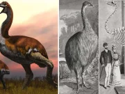 Vorombe titan: pasărea-elefant care a fost cea mai mare pasăre care a trăit vreodată pe Pământ pasărea-elefant