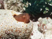 Peștele perlă: peștele asemănător anghilei care trăiește în fundul unui castravete de mare peştele perlă