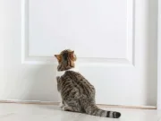 De ce pisicile urăsc ușile închise? De ce pisicile urăsc ușile închise