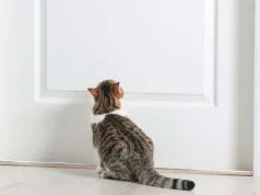 De ce pisicile urăsc ușile închise? De ce pisicile urăsc ușile închise