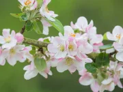 De unde ştiu plantele când să înflorească? De unde ştiu plantele când să înflorească?