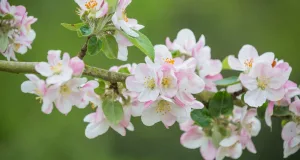 De unde ştiu plantele când să înflorească?