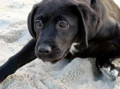 Pot câinii să prezică cutremurele? Iată ce spune știința Pot câinii să prezică cutremurele