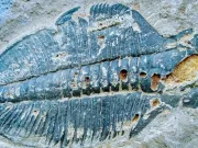 Care a fost primul animal de pe Pământ? primul animal de pe Pământ