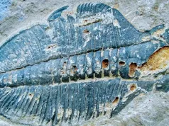 Care a fost primul animal de pe Pământ? primul animal de pe Pământ