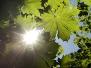 Care este produsul fotosintezei? Care este produsul fotosintezei?