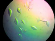 Studiile arată că „Sfântul Graal al proteinelor” repară ADN-ul și ar putea duce la un vaccin împotriva cancerului Sfântul Graal al proteinelor