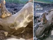 Minerii siberieni au descoperit din greșeală o mumie veche de rinocer lânos cu cornul și țesuturile moi încă intacte rinocer lânos