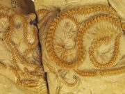 Rămășițele unui șarpe de acum 34 de milioane de ani schimbă modul de înțelegere a evoluției șarpe de acum 34 de milioane de ani