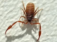 Cercetătorii au descoperit că veninul produs de scorpionul cărţilor este eficient împotriva bacteriilor din spitale scorpionul cărţilor