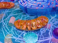 Un organism unicelular ar putea fi prima eucariotă care trăiește liber, fără mitocondrii prima eucariotă care trăiește liber