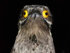 Urme ale catastrofei dinozaurilor au fost descoperite în genele păsărilor de astăzi Urme ale catastrofei dinozaurilor