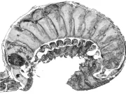 Un vierme conservat timp de 520 de milioane de ani are încă intestin și creier vierme conservat 520 de milioane de ani