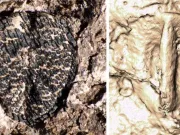 O sămânță fosilizată leagă vinul de dispariția dinozaurilor