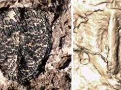 O sămânță fosilizată leagă vinul de dispariția dinozaurilor