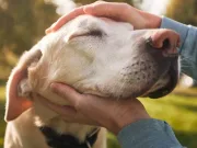 Cât înseamnă un an de câine cu adevărat? Un an de om nu face cât 7 de câine Cât înseamnă un an de câine