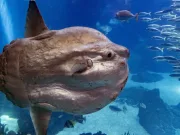 Ce animal poate avea cei mai mulți pui în același timp? Ce animal poate avea cei mai mulți pui