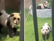 O grădină zoologică a recunoscut că animalele sale vedetă nu sunt urși panda, ci câini vopsiţi nu sunt urși panda