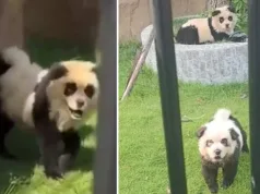 nu sunt urși panda