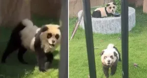 nu sunt urși panda