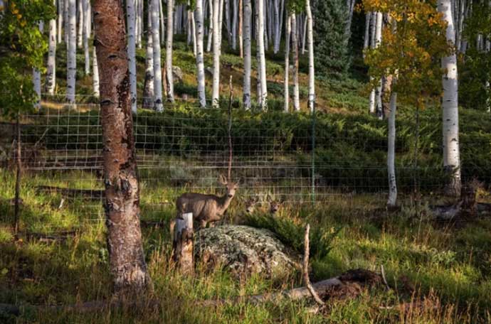 Cel mai mare organism de pe Pământ căprioare