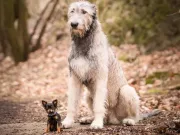 Cât trăieşte un câine? Durata de viaţă a câinilor în funcţie de rasă Cât trăieşte un câine