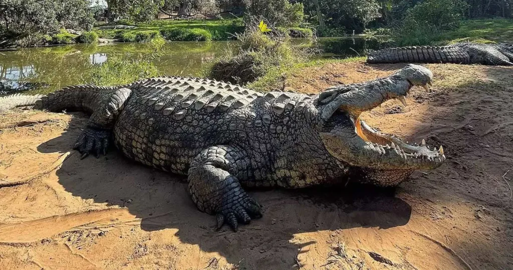 Cel mai bătrân crocodil din lume