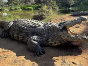 Cel mai bătrân crocodil din lume are 6 iubite și a făcut peste 10.000 de pui Cel mai bătrân crocodil din lume