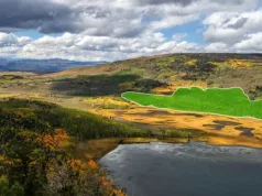 Cel mai mare organism de pe Pământ pando descoperiri.ro