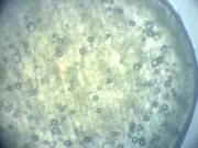 Cercetătorii au creat organisme aflate într-o „a treia stare”, dincolo de viață și moarte organisme a treia stare