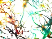 Iată de ce, într-adevăr, unele creiere sunt mai inteligente decât altele, conform acestui nou studiu unele creiere sunt mai inteligente decât altele