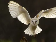 25 de curiozităţi despre bufniţă. Cât trăieşte o bufniţă şi de ce nu se aude când zboară? curiozitaţi despre bufniţă