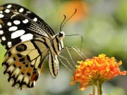 10 curiozităţi despre fluturi, pe care puţini le cunosc curiozităţi despre fluturi