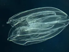 Mnemiopsis leidyi nuca de mare