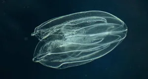 Mnemiopsis leidyi nuca de mare