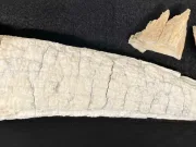 Vikingii au navigat până la capătul Pământului pentru a căuta fildeș, sugerează probele ADN Vikingii au navigat până la capătul Pământului descoperiri.ro