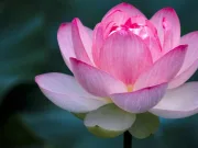 Floarea de lotus: ce simbolizează în cultura chineză Ce simbolizează floarea de lotus
