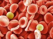 Oamenii de știință au identificat o nouă grupă de sânge după un mister de 50 de ani o nouă grupă de sânge