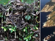 Insula Şerpilor din Brazilia, unul dintre cele mai periculoase locuri din lume: Queimada Grande Insula Şerpilor din Brazilia