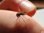 Iată cel mai bun mod de a face ca o înțepătură de țânțar să nu mai provoace mâncărime cel mai bun mod de a face ca o înțepătură de țânțar să nu mai provoace mâncărime