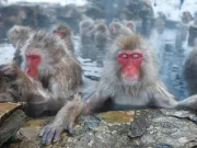 Maimuțele de zăpadă se relaxează cu adevărat atunci când fac băi fierbinți, potrivit unui studiu Maimuțele de zăpadă se relaxează cu adevărat atunci când fac băi fierbinți
