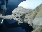 Un mamut vechi de 39.000 de ani, conservat în condiții excepționale, este cea mai veche dovadă a prezenței oamenilor în Arctica mamut vechi de 39.000 de ani