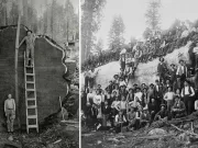 Cel mai mare copac din istorie care a fost tăiat de om era uriaş şi avea un nume celebru: Mark Twain Cel mai mare copac din istorie