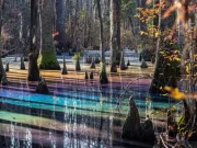 Mlaștina curcubeu: pădurea inundată care oferă un spectacol magic de lumini în fiecare iarnă mlaştina curcubeu