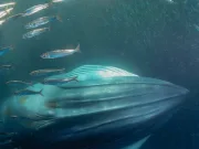 Sunetul misterios din Groapa Marianelor a fost în sfârșit explicat Sunetul misterios din Groapa Marianelor