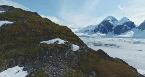 Peninsula Antarctică înverzește