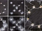 O ciupercă prezintă semne de inteligență rudimentară: „Au memorie, învață și pot lua decizii” ciupercă prezintă semne de inteligență