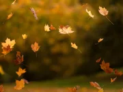 De ce cad frunzele toamna? Explicaţia ştiinţifică De ce cad frunzele