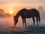 De ce dorm caii în picioare? Ce alte animale dorm în picioare? De ce dorm caii în picioare